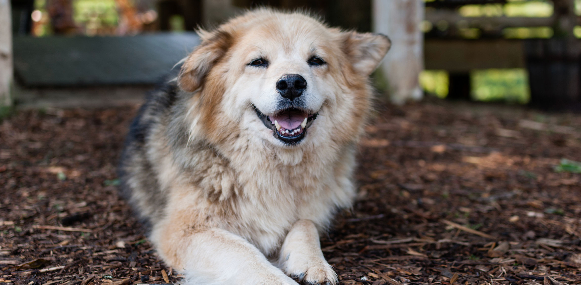 Unique dog names 1280