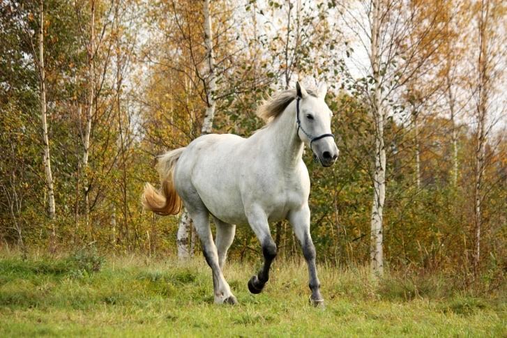 White horse galloping free in autumn White horse galloping free in autumn