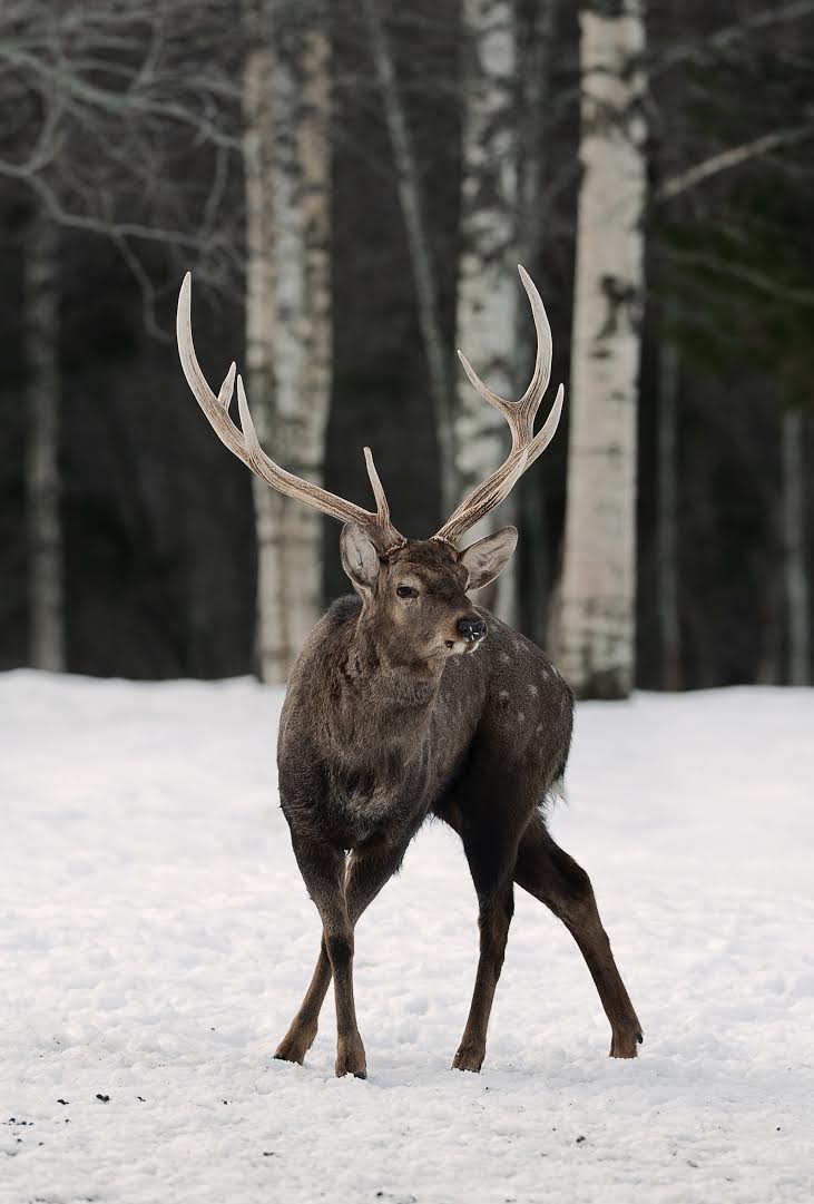 Deer on the snow.