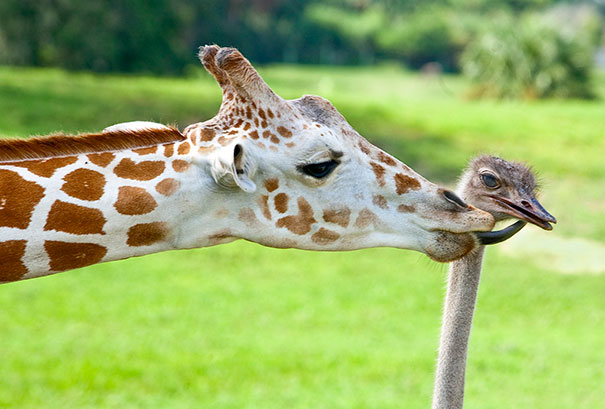 unusual-animal-friendship-10-3.jpg