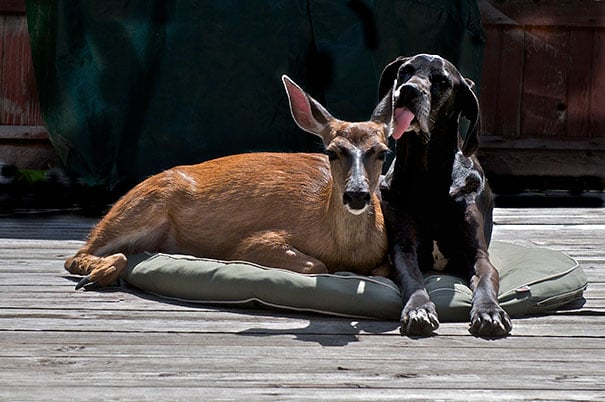 unusual-animal-friendship-14-1.jpg unusual-animal-friendship-14-1.jpg