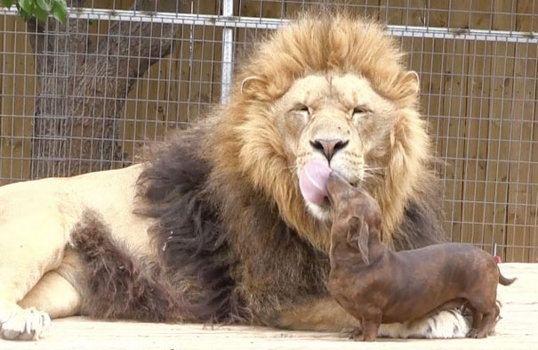 unusual-animal-friendship-6-2.jpg