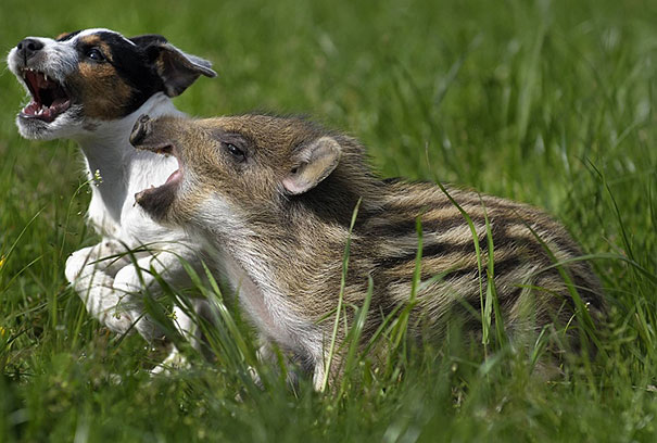 unusual-animal-friendship-8-21.jpg