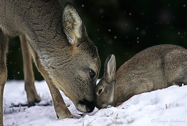 unusual-animal-friendship-9-1.jpg