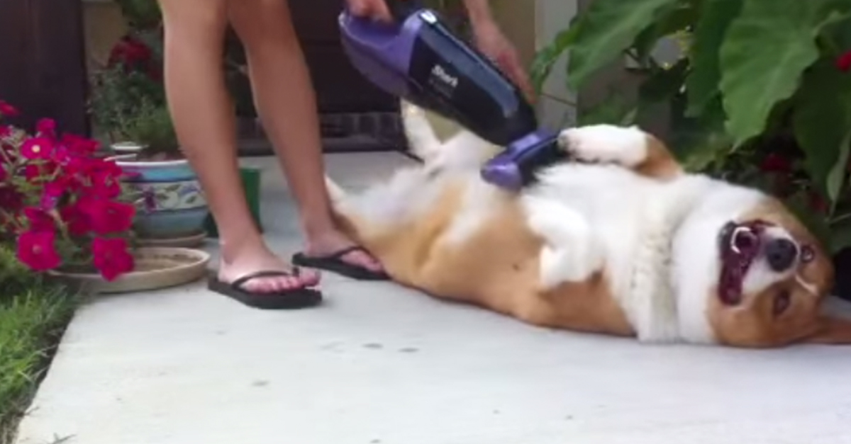 vacumecorgi