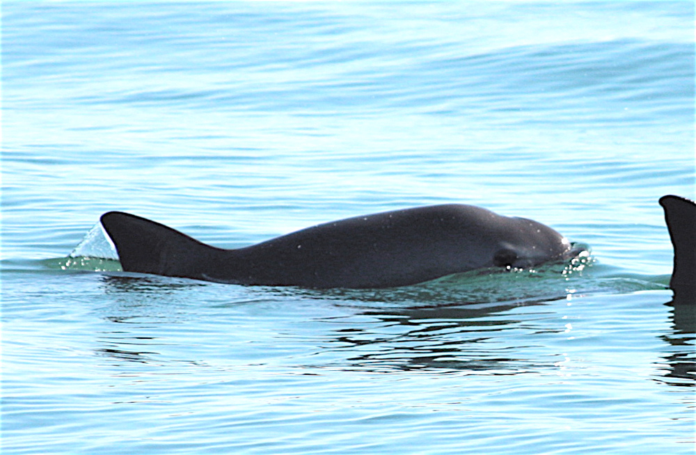 vaquita.jpg