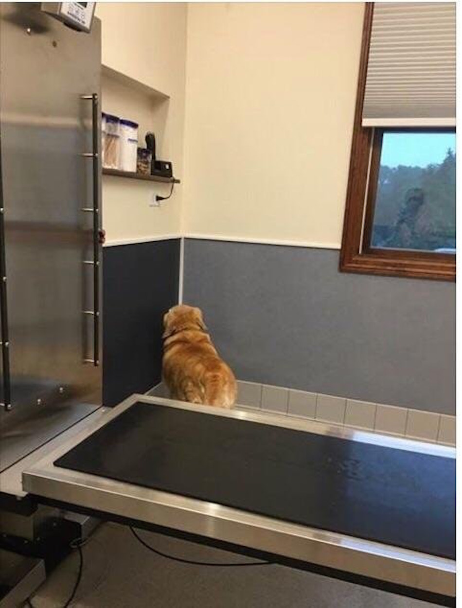 vet.jpg