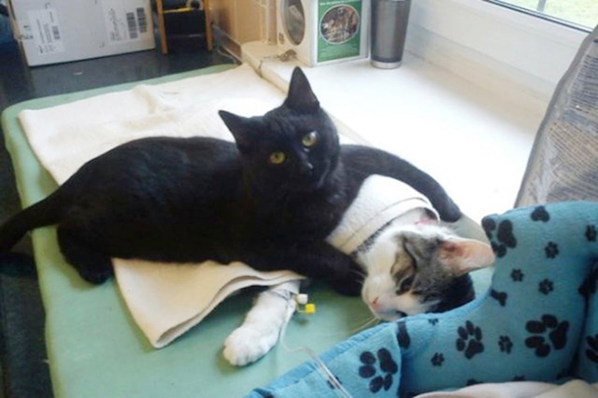 veterinary-nurse-cat-hugs-shelter-animals-radamenes-bydgoszcz-poland-1.jpg veterinary-nurse-cat-hugs-shelter-animals-radamenes-bydgoszcz-poland-1.jpg