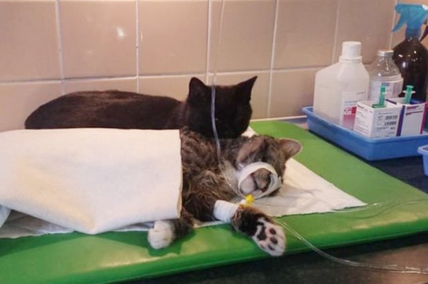 veterinary-nurse-cat-hugs-shelter-animals-radamenes-bydgoszcz-poland-10.jpg