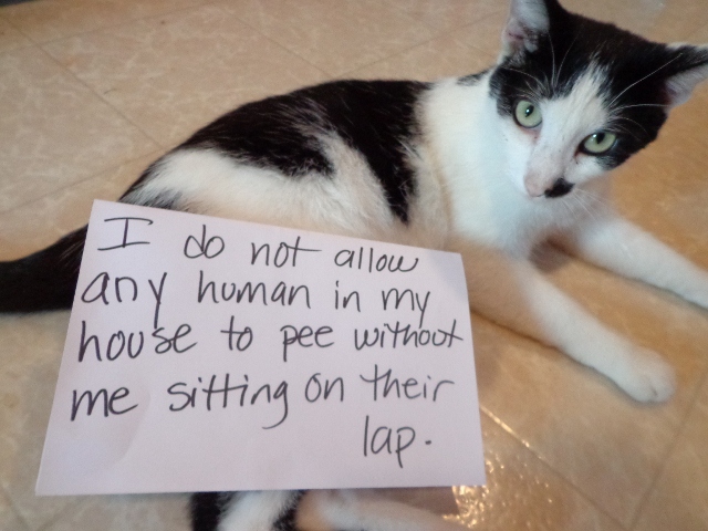 vinnycatshame.jpg