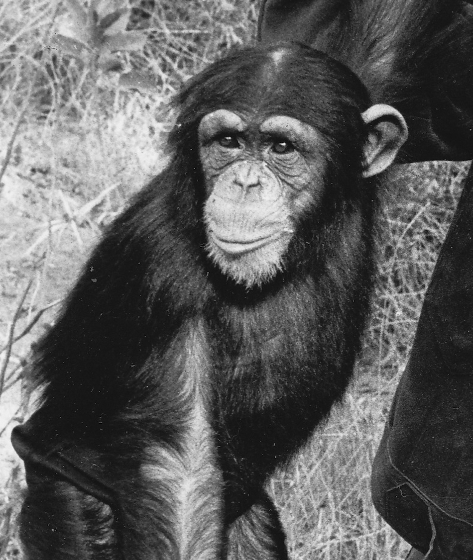 vintage-chimp.jpg