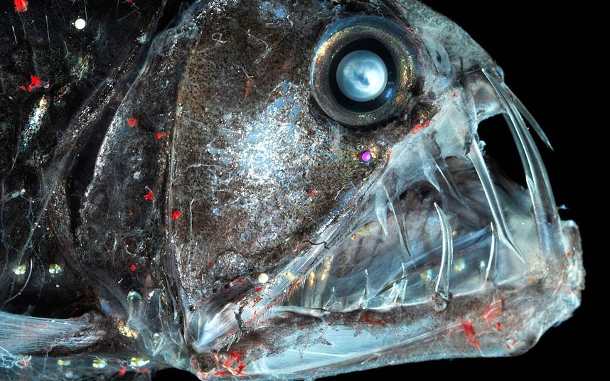 viperfish.jpg