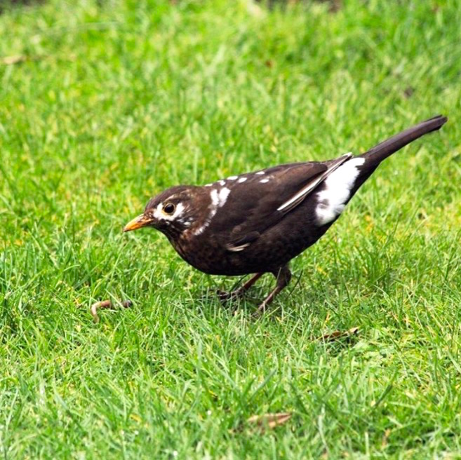 vitiligo-black-bird.jpg