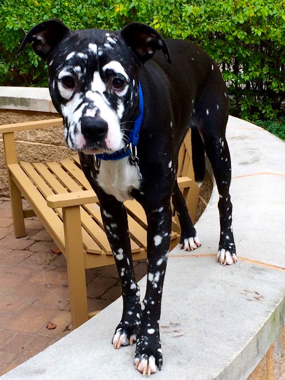 vitiligo-black-dog.jpg