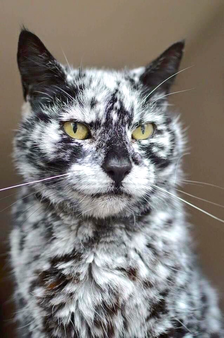 vitiligo-cat.jpeg