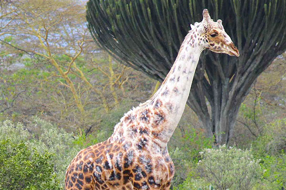 vitiligo-giraffe.jpg