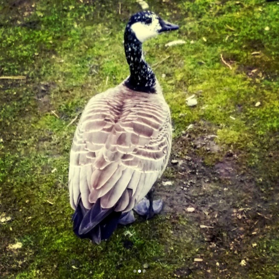 vitiligo-goose.jpg