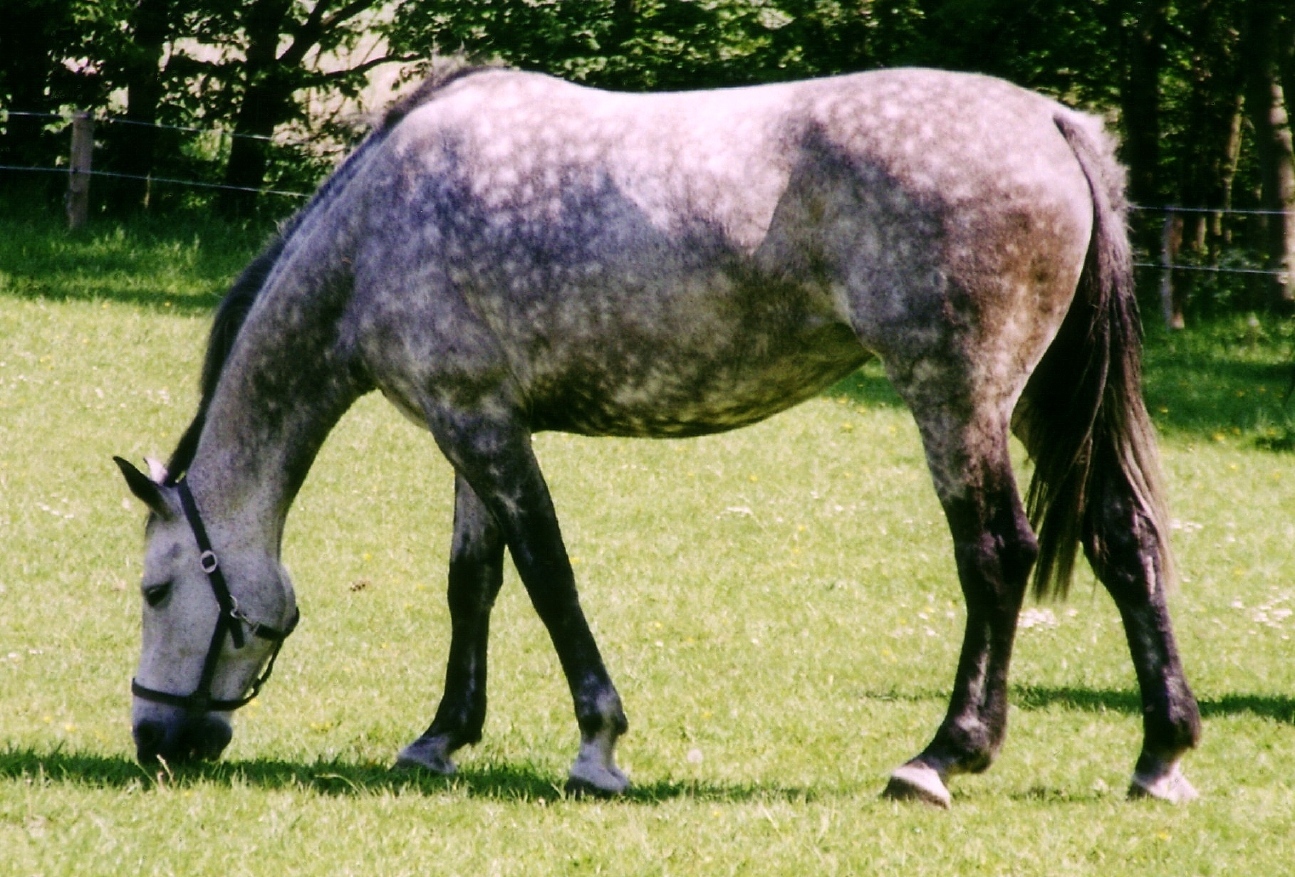 vitiligo-horsey.jpg