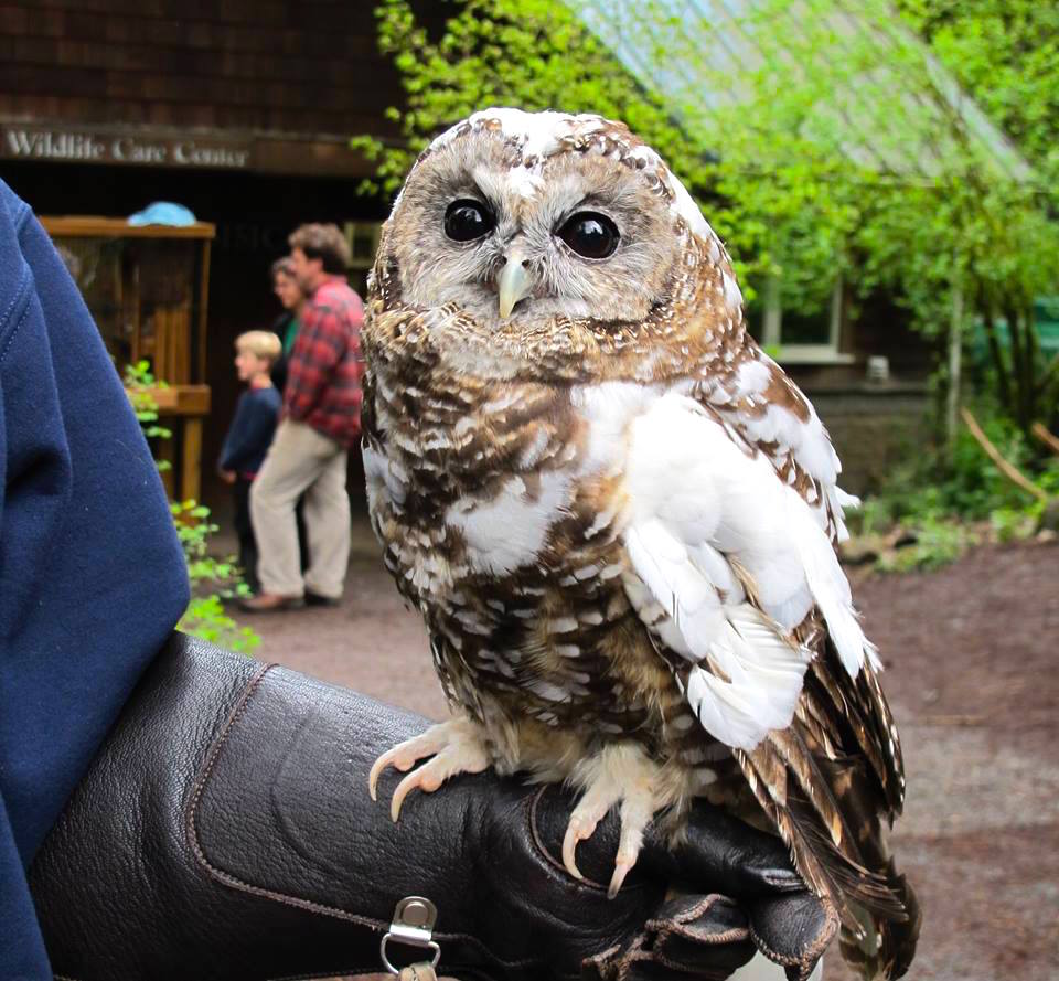 vitiligo-owl.jpg