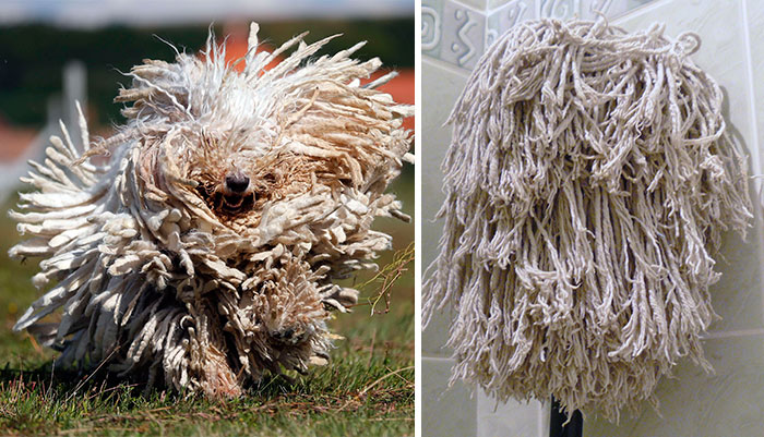 vu4d5-08-8-Komondor-Dog-Looks-Like-A-Mop.jpg