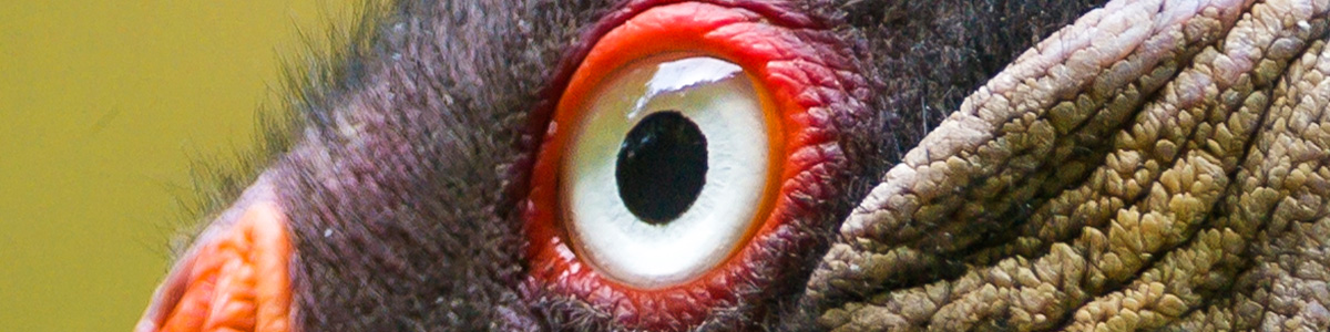 vulture-eyes.jpg