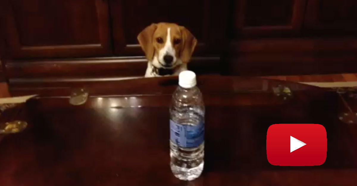 water-bottle-beagle-PLAY