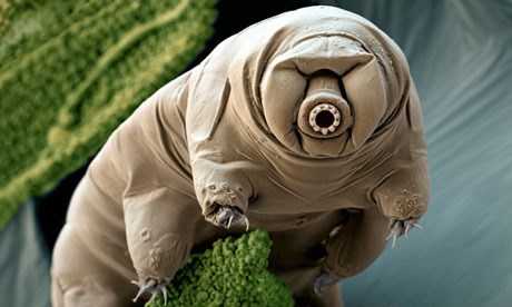 A water bear (Paramacrobiotus craterlaki).