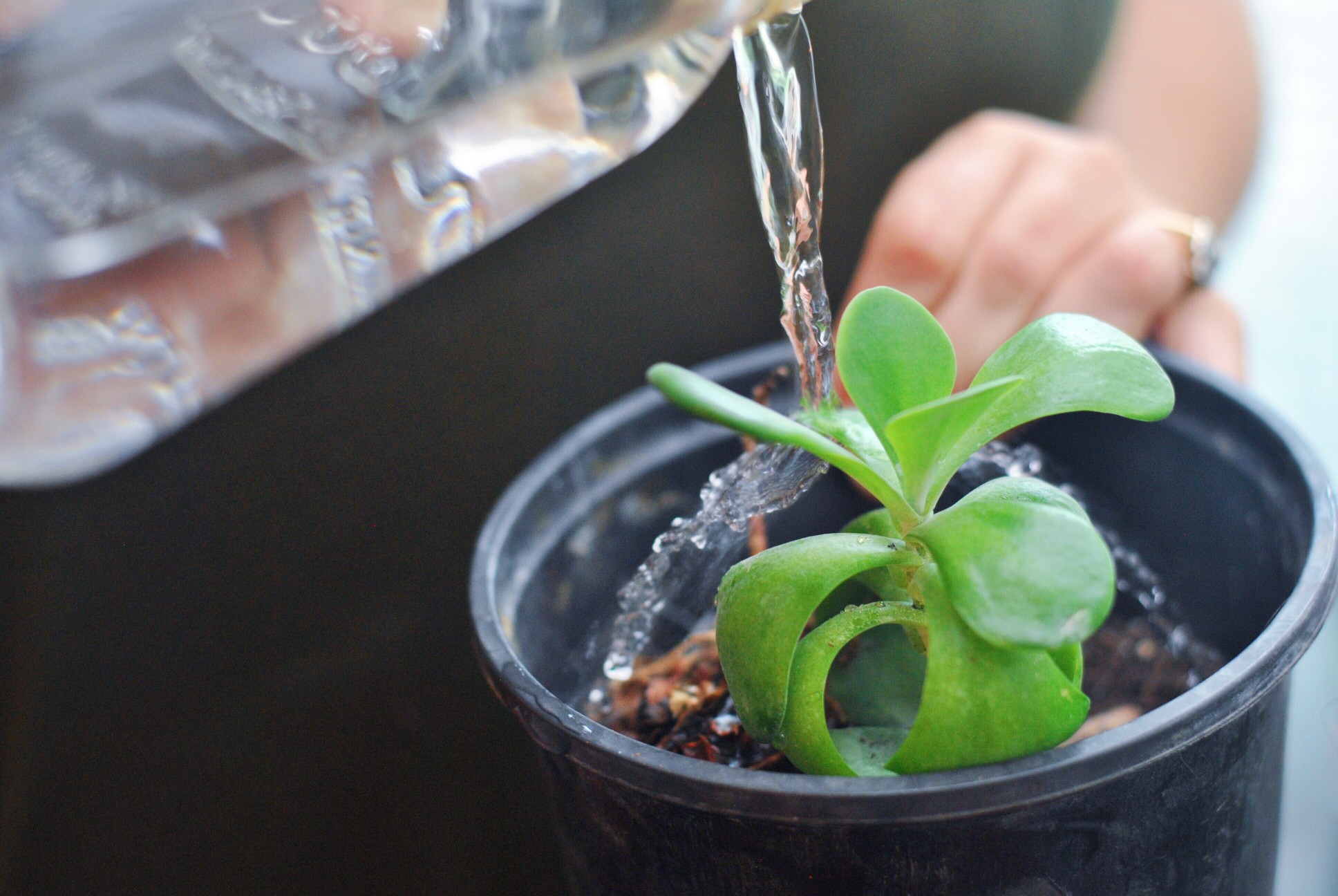 watering-succulents_t20_d1x9Y9.jpg