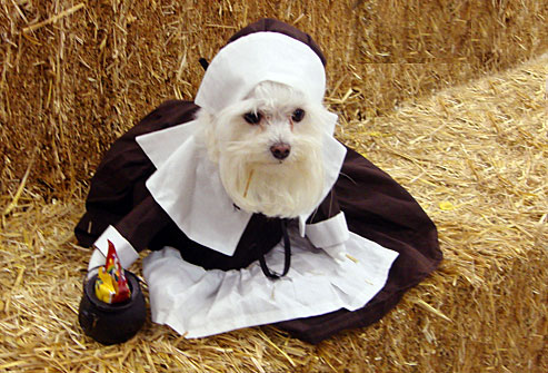 webmd_user_photo_of_small_white_dog_as_pilgrim.jpg