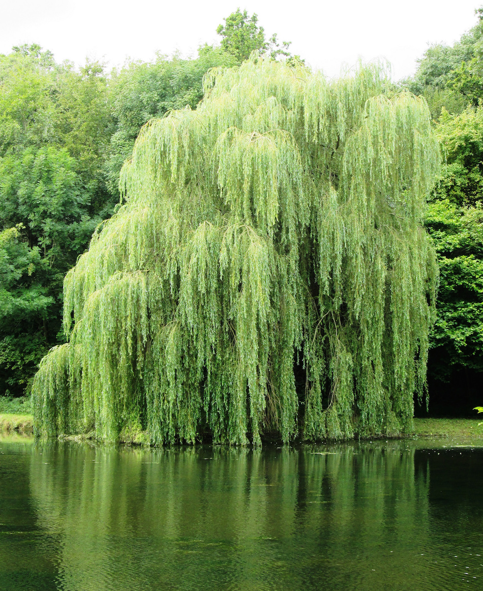 weeping-willow-brown-dye.jpg