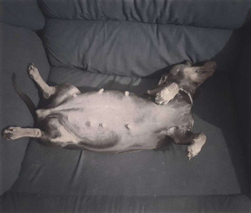 weiner-doggo.jpg