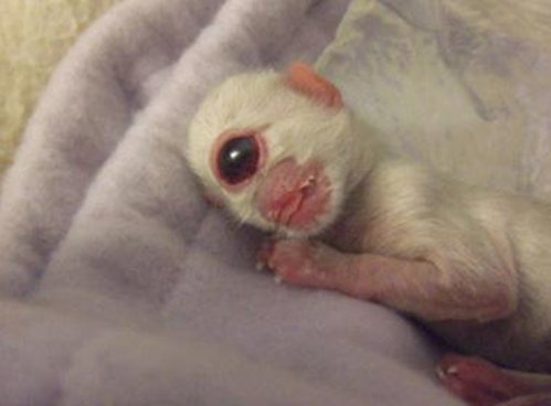 weird-deformed-animals-16.jpg