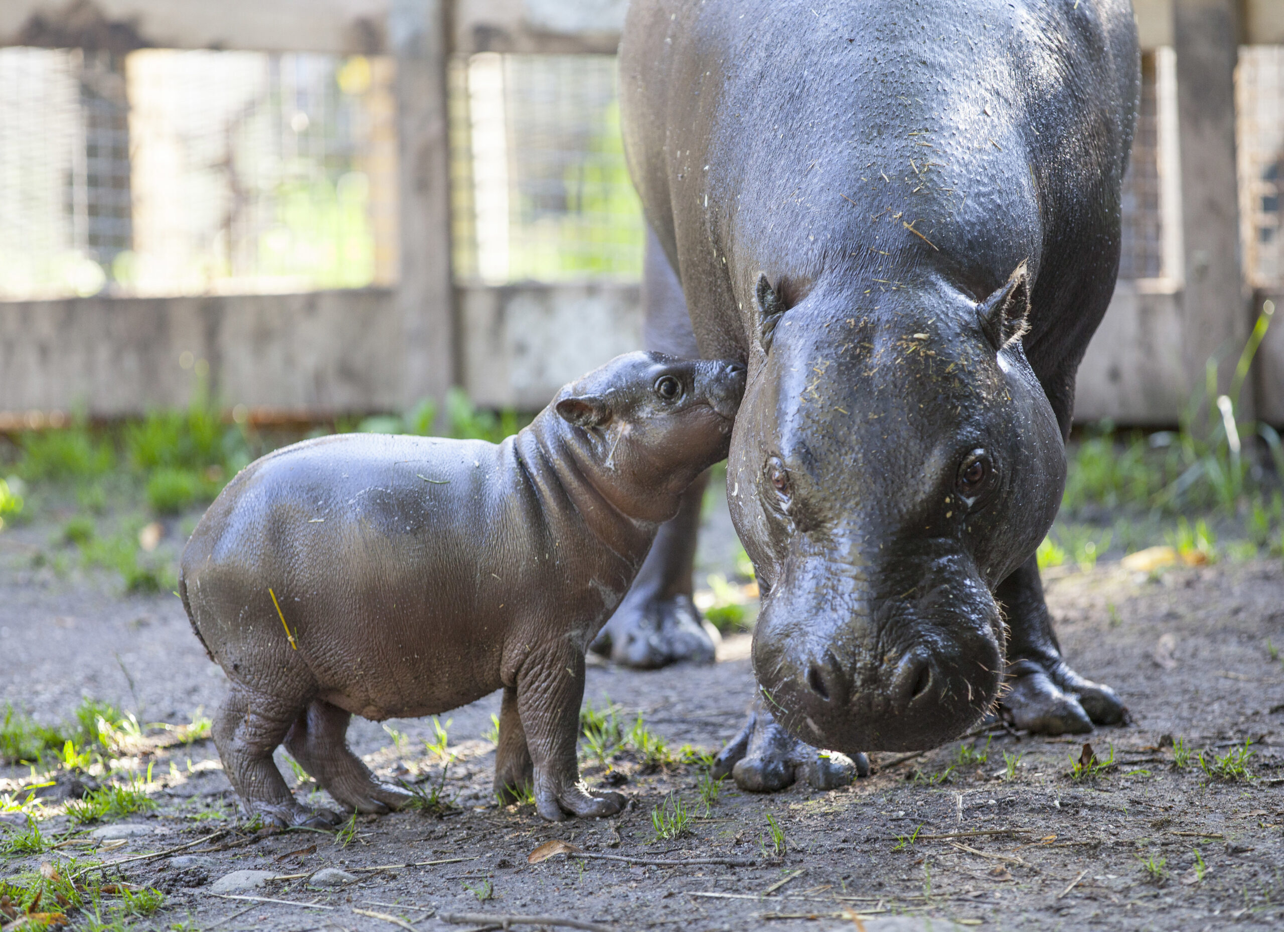 Olivia The Pygmy Hippo