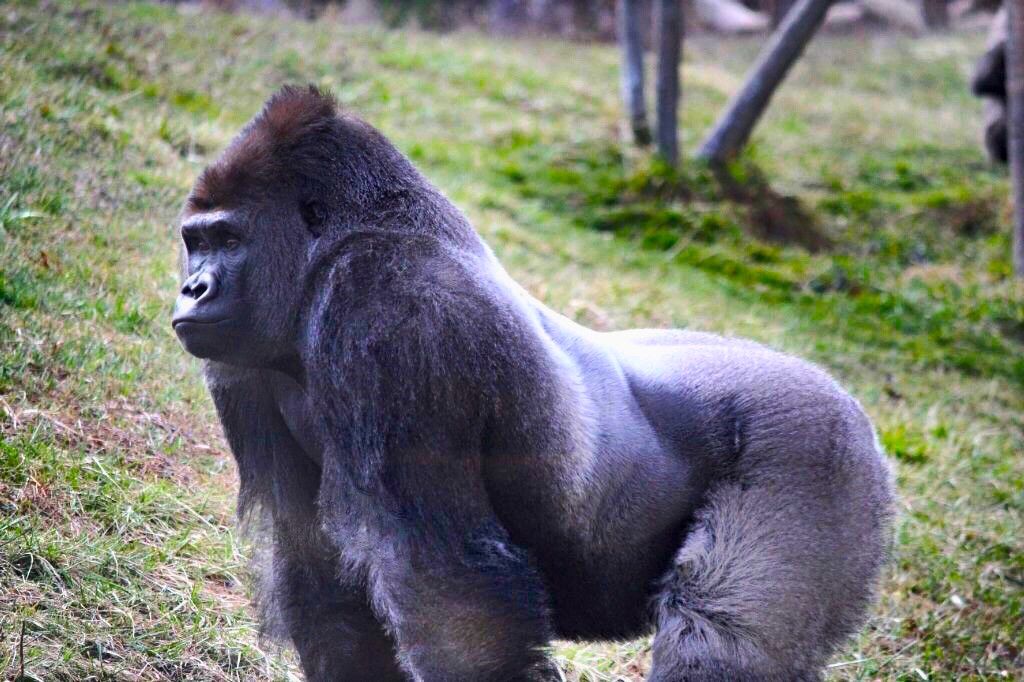 western-lowland-gorilla.jpg