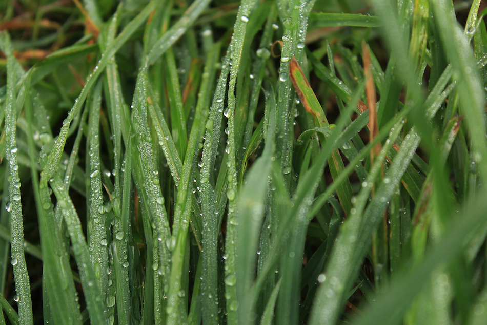 wet-grass.jpg