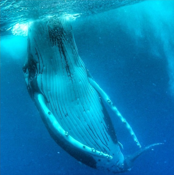 whale-1.jpg