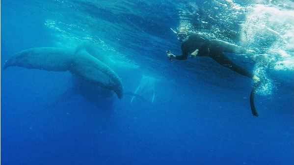 whale-2.jpg