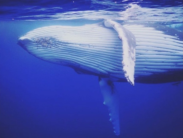 whale-3.jpg