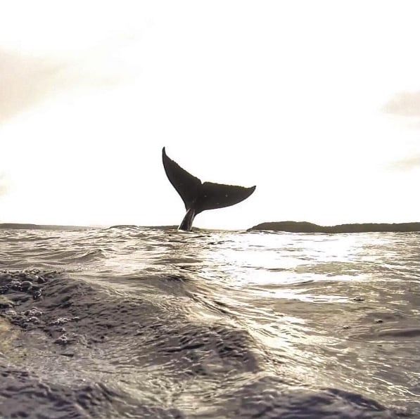 whale-6.jpg