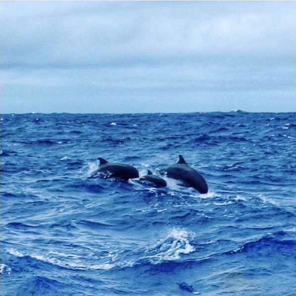whale-7.jpg