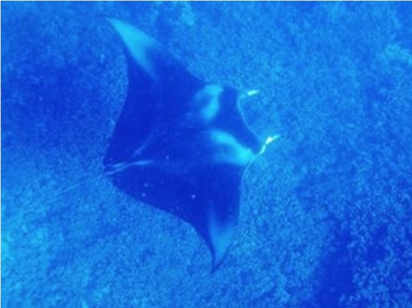whale-8.jpg