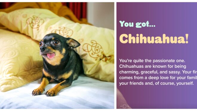 what-dog-are-you