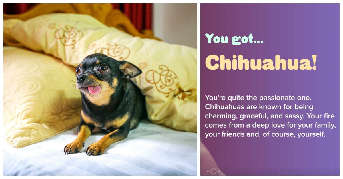 what-dog-are-you