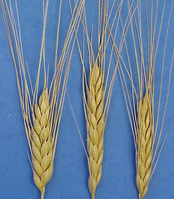 wheat.jpg wheat.jpg