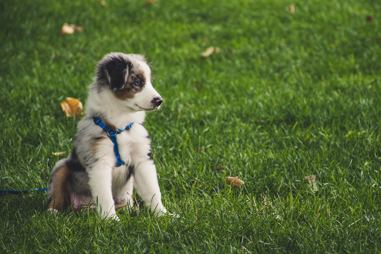 white-and-gray-australian-shepherd-puppy-sitting-on-grass-1346086.jpg