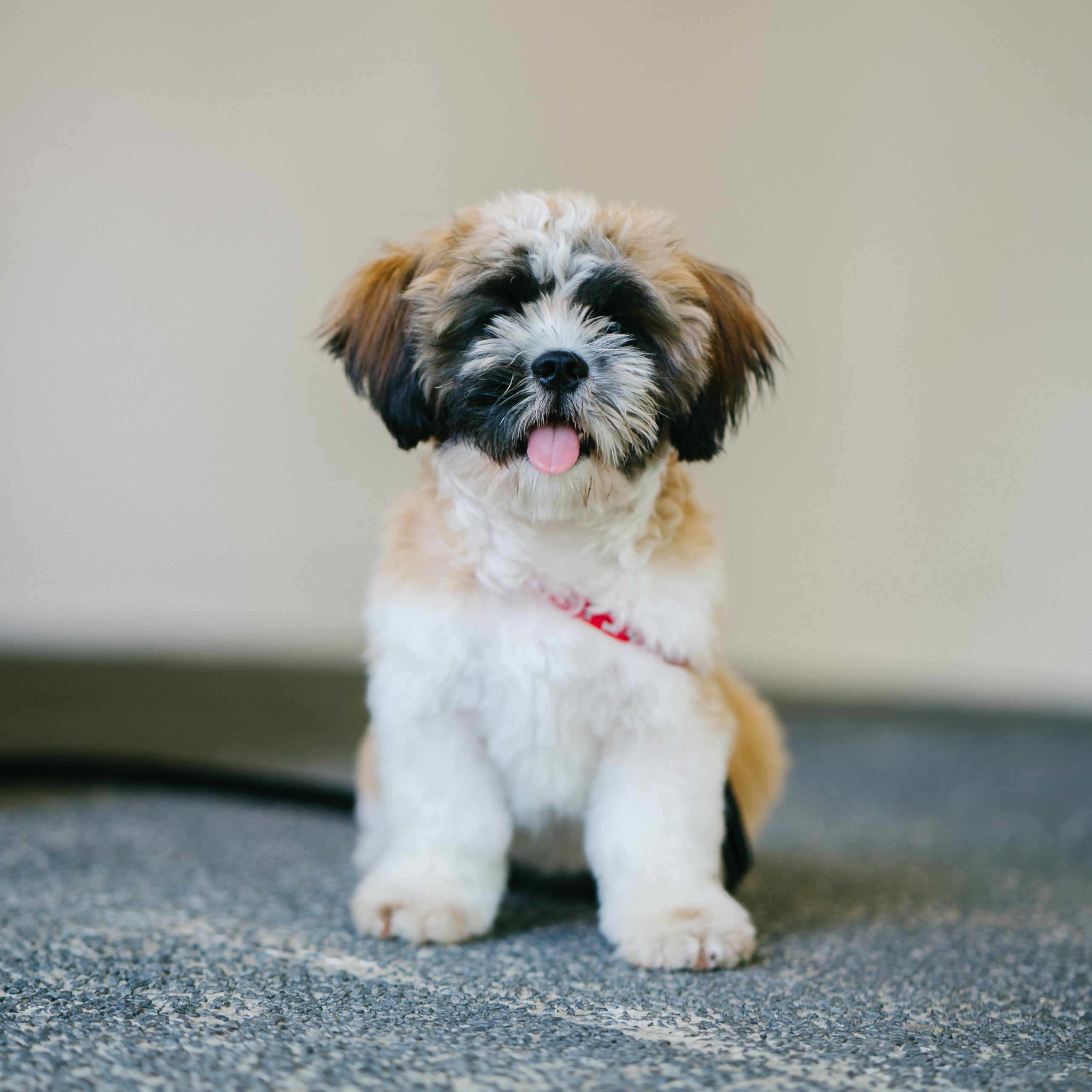 white-brown-and-black-shih-tzu-puppy-936317.jpg