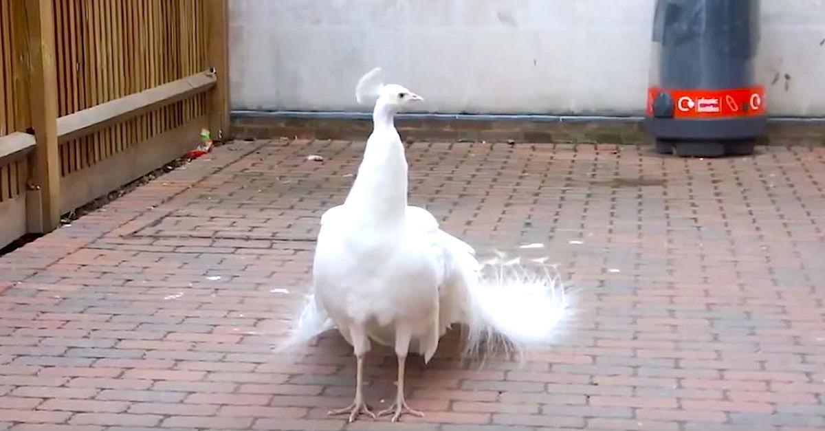 white peacock 2