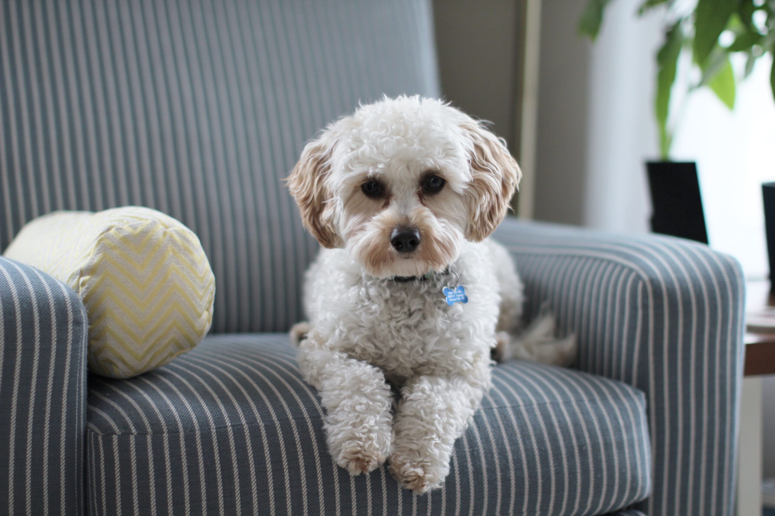white-shih-tzu-puppy-on-fabric-sofa-chair-981062.jpg