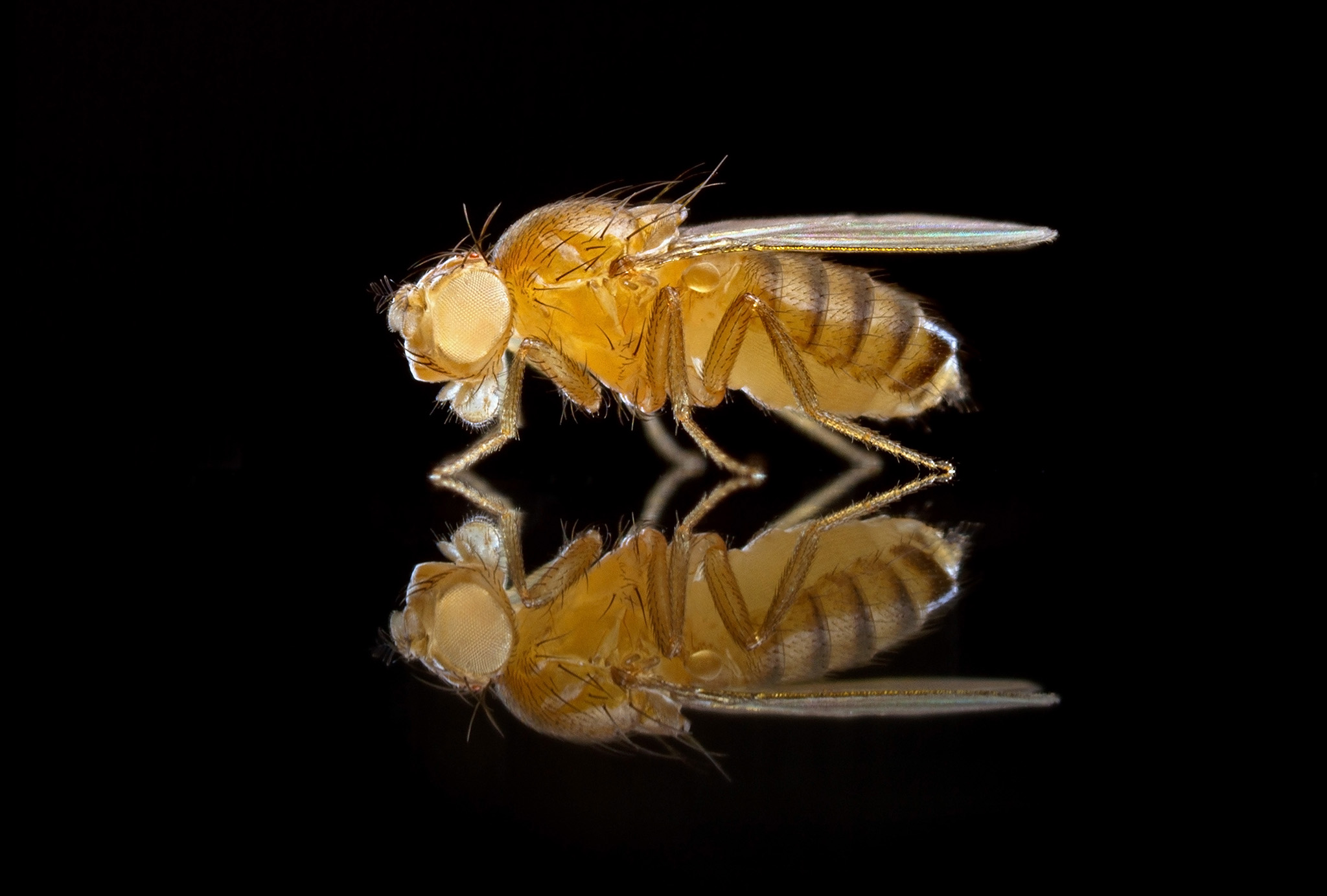 White-eyed Drosophila mutant