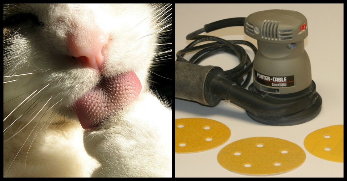 why-are-cats-tongues-rough